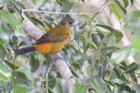 Ramphocelus costaricensis